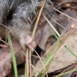 Petaurus notatus at Moruya, NSW - suppressed