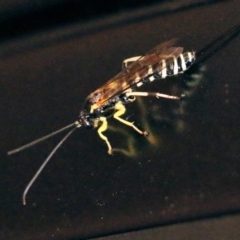 Sericopimpla sp. (genus) (Case Moth Larvae Parasite Wasp) at Glenroy, NSW - 20 Oct 2022 by KylieWaldon