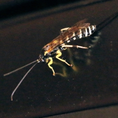 Unidentified Parasitic wasp (numerous families) at Glenroy, NSW - 19 Oct 2022 by KylieWaldon