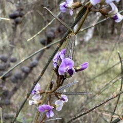 Glycine clandestina (Twining Glycine) at Ainslie, ACT - 4 Oct 2022 by Pirom