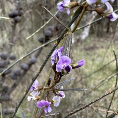 Glycine clandestina (Twining Glycine) at Mount Ainslie - 4 Oct 2022 by Pirom