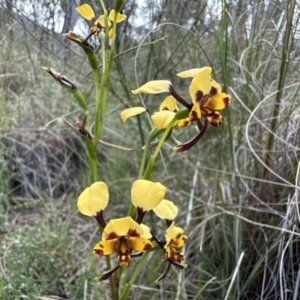 Diuris pardina at Hackett, ACT - suppressed