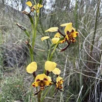 Diuris pardina (Leopard Doubletail) at Mount Majura - 16 Oct 2022 by Pirom