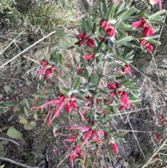 Grevillea lanigera (Woolly Grevillea) at Tennent, ACT - 18 Oct 2022 by Pirom