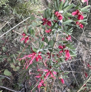 Grevillea lanigera at Tennent, ACT - 19 Oct 2022