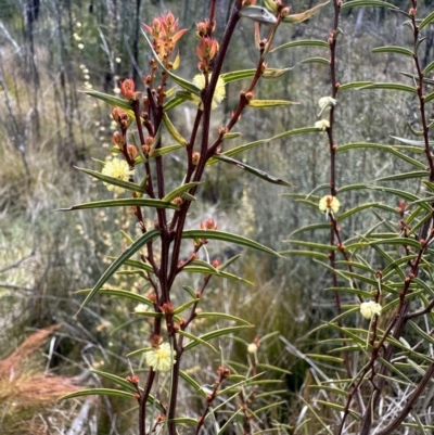 Acacia siculiformis (Dagger Wattle) at Tennent, ACT - 19 Oct 2022 by Pirom