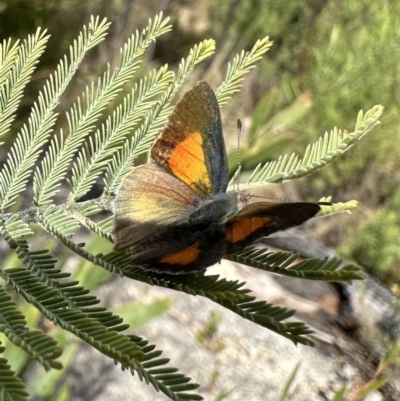 Paralucia aurifera (Bright Copper) at Tennent, ACT - 19 Oct 2022 by Pirom