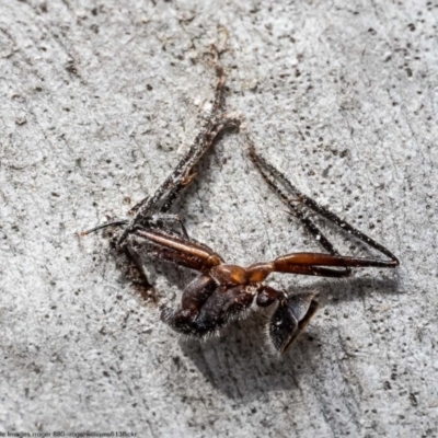 Unverified Insect at Bruce, ACT - 19 Oct 2022 by Roger
