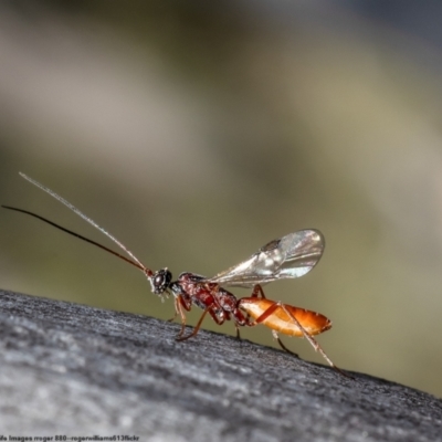 Ichneumonidae (family) (Unidentified ichneumon wasp) at Black Mountain - 18 Oct 2022 by Roger