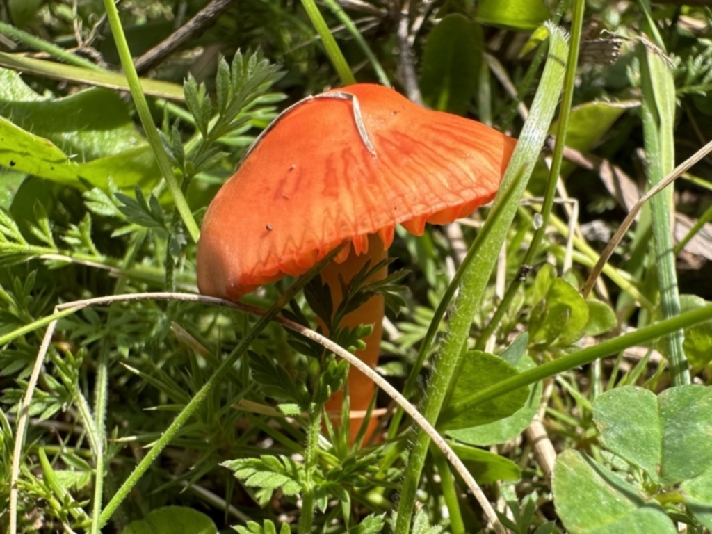 Hygrocybe sp. at Tennent, ACT - 19 Oct 2022
