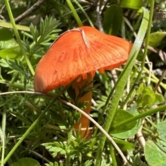 Hygrocybe sp. (Hygrocybe) at Tennent, ACT - 19 Oct 2022 by Pirom