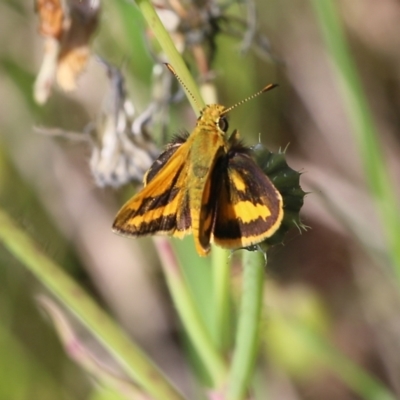 Ocybadistes walkeri (Green Grass-dart) at Nail Can Hill - 19 Oct 2022 by KylieWaldon