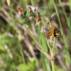 Ocybadistes walkeri at Glenroy, NSW - 20 Oct 2022 08:39 AM