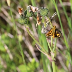 Ocybadistes walkeri at Glenroy, NSW - 20 Oct 2022