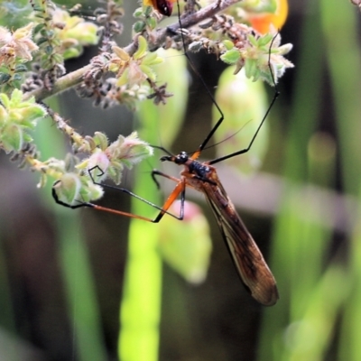 Harpobittacus australis (Hangingfly) at Albury - 19 Oct 2022 by KylieWaldon