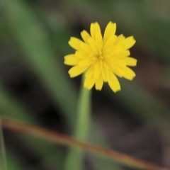 Hypochaeris glabra (Smooth Catsear) at Nail Can Hill - 19 Oct 2022 by KylieWaldon