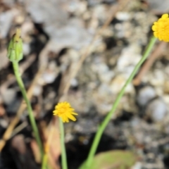 Hypochaeris glabra at Glenroy, NSW - 20 Oct 2022 08:42 AM