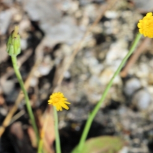 Hypochaeris glabra at Glenroy, NSW - 20 Oct 2022