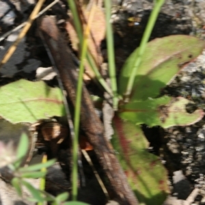 Hypochaeris glabra at Glenroy, NSW - 20 Oct 2022