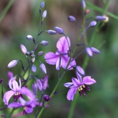 Arthropodium strictum (Chocolate Lily) at Glenroy, NSW - 19 Oct 2022 by KylieWaldon