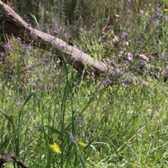 Arthropodium strictum at Glenroy, NSW - 20 Oct 2022 08:39 AM