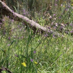 Arthropodium strictum at Glenroy, NSW - 20 Oct 2022