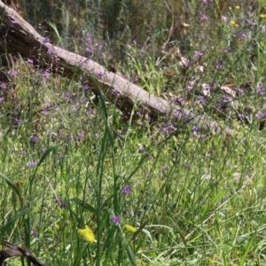 Arthropodium strictum at Glenroy, NSW - 20 Oct 2022 08:39 AM