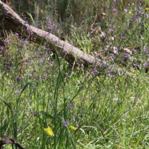 Arthropodium strictum at Glenroy, NSW - 20 Oct 2022