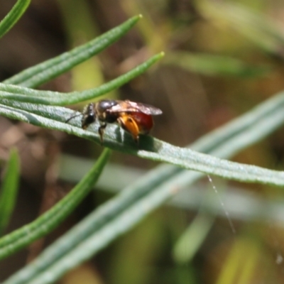 Unidentified Bee (Hymenoptera, Apiformes) at Nail Can Hill - 19 Oct 2022 by KylieWaldon