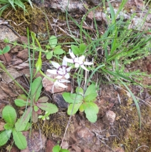 Wurmbea dioica subsp. dioica at Greenleigh, NSW - 20 Oct 2022