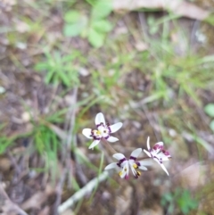 Wurmbea dioica subsp. dioica at Greenleigh, NSW - 20 Oct 2022