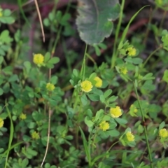 Trifolium campestre (Hop Clover) at Nail Can Hill - 19 Oct 2022 by KylieWaldon