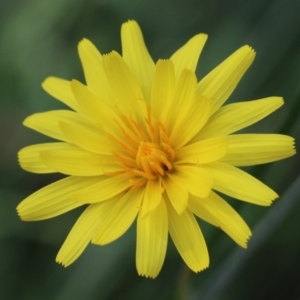 Microseris walteri at Glenroy, NSW - 20 Oct 2022