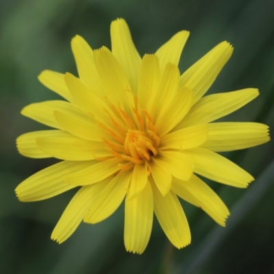 Microseris walteri (Yam Daisy, Murnong) at Nail Can Hill - 19 Oct 2022 by KylieWaldon