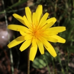 Microseris walteri at Glenroy, NSW - 20 Oct 2022 09:04 AM