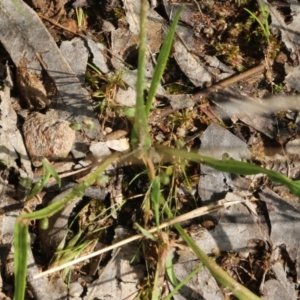 Microseris walteri at Glenroy, NSW - 20 Oct 2022