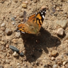 Vanessa kershawi (Australian Painted Lady) at Albury - 19 Oct 2022 by KylieWaldon