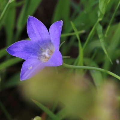 Wahlenbergia sp. (Bluebell) at Glenroy, NSW - 20 Oct 2022 by KylieWaldon