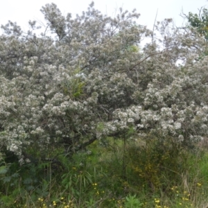 Zieria granulata at Shell Cove, NSW - 13 Oct 2022 01:28 AM