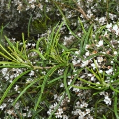 Zieria granulata at Shell Cove, NSW - 13 Oct 2022 01:28 AM