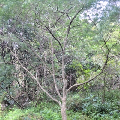 Zieria granulata (Illawarra Zieria) at Shell Cove, NSW - 15 Aug 2022 by plants