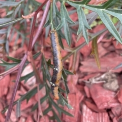 Oenochroma vinaria (Pink-bellied Moth) at Long Beach, NSW - 20 Oct 2022 by mbmiyagi