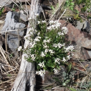 Cardamine franklinensis at Booth, ACT - 11 Oct 2022 02:28 PM