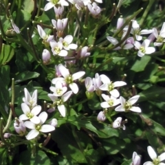 Cardamine franklinensis at Booth, ACT - 11 Oct 2022