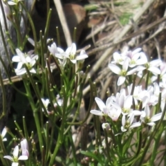 Cardamine franklinensis at Booth, ACT - 11 Oct 2022