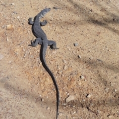 Varanus rosenbergi (Heath or Rosenberg's Monitor) at Colymea State Conservation Area - 19 Oct 2022 by plants