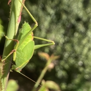 Caedicia simplex at Theodore, ACT - 20 Oct 2022 10:33 AM