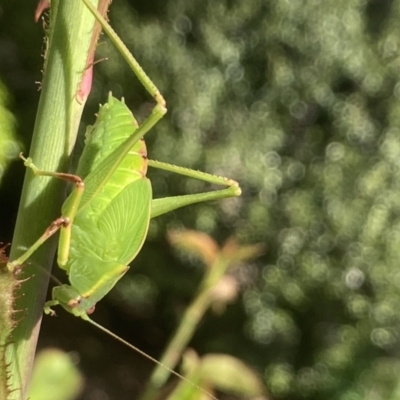 Caedicia simplex (Common Garden Katydid) at Theodore, ACT - 20 Oct 2022 by Cardy