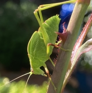 Caedicia simplex at Theodore, ACT - 20 Oct 2022 10:33 AM