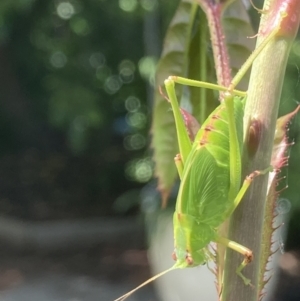 Caedicia simplex at Theodore, ACT - 20 Oct 2022 10:33 AM